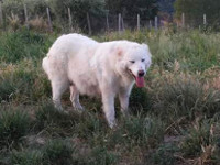 abruzzo sheep dog breed